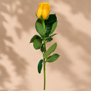 Single Yellow Rose