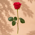 Single Red Rose