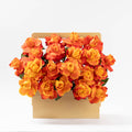 Orange Garden
