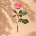 Single Pink Rose
