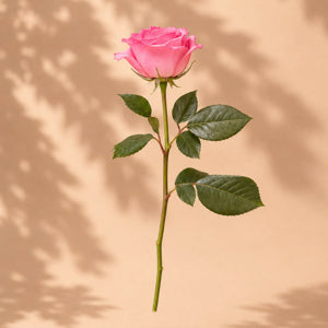 Single Pink Rose