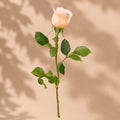 Single Peach Rose