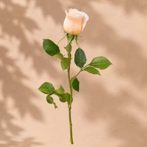 Single Peach Rose
