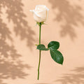 Single White Rose