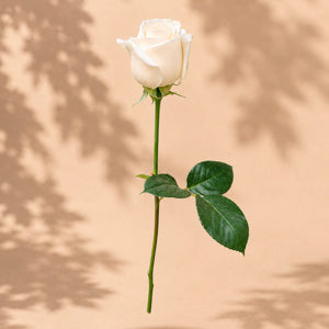 Single White Rose